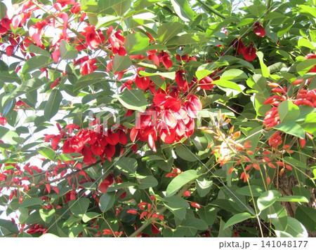 夏の花にぴったり。情熱の赤い花アメリカデイゴの花 夏の花にぴったり。情熱の赤い花アメリカデイゴの花 141048177