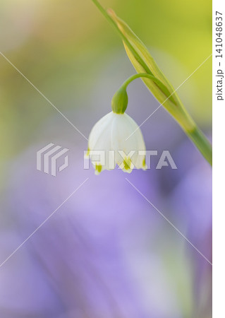 スノードロップ(紫のお花の背景) スノードロップ(紫のお花の背景) 141048637