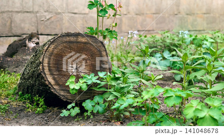 Wooden stump, an element of landscape design Wooden stump, an element of landscape design 141048678