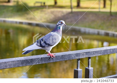 Pigeon stands on railing by pond in park on sunny day during fall season Pigeon stands on railing by pond in park on sunny day during fall season 141048733