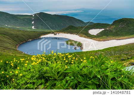 初夏の鳥海山登山鳥海湖付近高山植物 初夏の鳥海山登山鳥海湖付近高山植物 141048781
