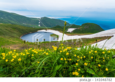 初夏の鳥海山登山鳥海湖付近高山植物 初夏の鳥海山登山鳥海湖付近高山植物 141048782