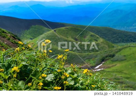 初夏の高山植物に彩られる秋田駒ヶ岳登山道 初夏の高山植物に彩られる秋田駒ヶ岳登山道 141048919