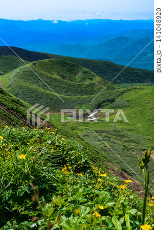 初夏の高山植物に彩られる秋田駒ヶ岳登山道 初夏の高山植物に彩られる秋田駒ヶ岳登山道 141048920
