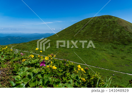 初夏の高山植物に彩られる秋田駒ヶ岳登山道 141048929
