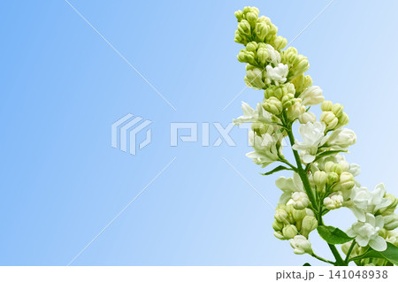 Young white fresh lilac on blue sky backdrop Young white fresh lilac on blue sky backdrop 141048938