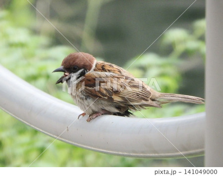 さえずるスズメ 水辺の手すりで鳴く身近な野鳥 さえずるスズメ 水辺の手すりで鳴く身近な野鳥 141049000