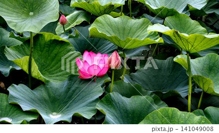 梅雨の晴れ間の親沢池親水公園のハスの花 梅雨の晴れ間の親沢池親水公園のハスの花 141049008