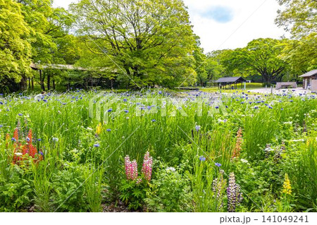 138タワーパーク新緑と花畑 138タワーパーク新緑と花畑 141049241