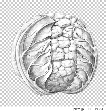 A realistic, detailed graphite pencil illustration of cauliflower for food blogs, restaurants, cafes, farm food stores, fitness studios, educational materials, farms, and packaging. A realistic, detailed graphite pencil illustration of cauliflower for food blogs, restaurants, cafes, farm food stores, fitness studios, educational materials, farms, and packaging. 141049381