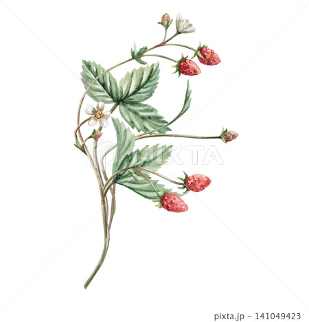 A bouquet of strawberry bushes. Isolated watercolor illustration for bakeries, cafes, natural food stores, designers, and for creating cards and invitations. A bouquet of strawberry bushes. Isolated watercolor illustration for bakeries, cafes, natural food stores, designers, and for creating cards and invitations. 141049423