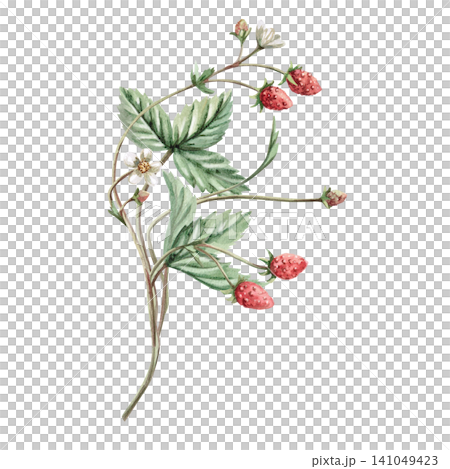 A bouquet of strawberry bushes. Isolated watercolor illustration for bakeries, cafes, natural food stores, designers, and for creating cards and invitations. A bouquet of strawberry bushes. Isolated watercolor illustration for bakeries, cafes, natural food stores, designers, and for creating cards and invitations. 141049423