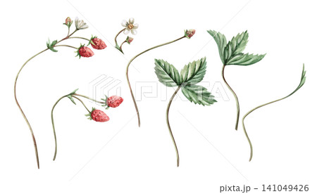 A set of ripe strawberries, flowers, and leaves. Isolated watercolor illustration for bakeries, cafes, natural food stores, designers, and for creating cards and invitations. 141049426