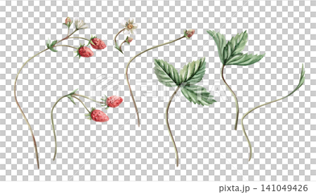 A set of ripe strawberries, flowers, and leaves. Isolated watercolor illustration for bakeries, cafes, natural food stores, designers, and for creating cards and invitations. 141049426