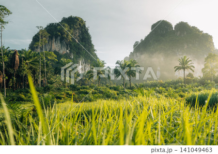 Tropical palm trees in a lush green jungle surrounded by misty limestone cliffs during the rainy season. Tropical palm trees in a lush green jungle surrounded by misty limestone cliffs during the rainy season. 141049463