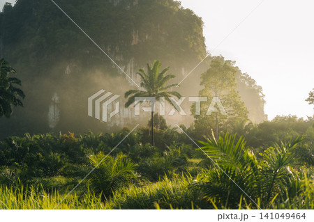 Tropical palm trees in a lush green jungle surrounded by misty limestone cliffs during the rainy season. Tropical palm trees in a lush green jungle surrounded by misty limestone cliffs during the rainy season. 141049464
