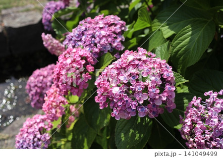 紫色のオタフクアジサイの花 141049499