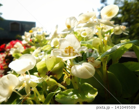 光を浴びて輝く白いベゴニアの花と瑞々しい緑の葉 光を浴びて輝く白いベゴニアの花と瑞々しい緑の葉 141049509