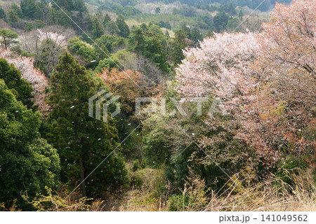 花びらが春の風に舞い散る4月の茨城県桜川市高峯桜 花びらが春の風に舞い散る4月の茨城県桜川市高峯桜 141049562