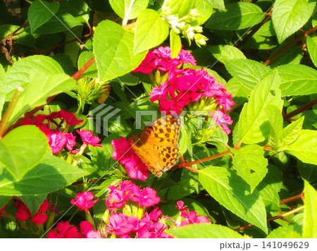 ピンクのビジョナデシコの花に止まるヒョウモンチョウ 141049629