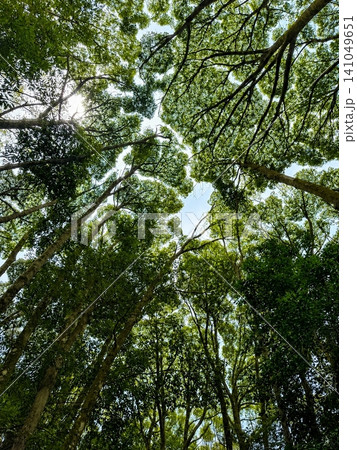 見上げた森の木々と木漏れ日 広がる緑の樹冠風景 見上げた森の木々と木漏れ日 広がる緑の樹冠風景 141049651