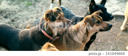 Homeless Dogs in Outdoor Animal Shelter Waiting for Adoption Homeless Dogs in Outdoor Animal Shelter Waiting for Adoption 141049668