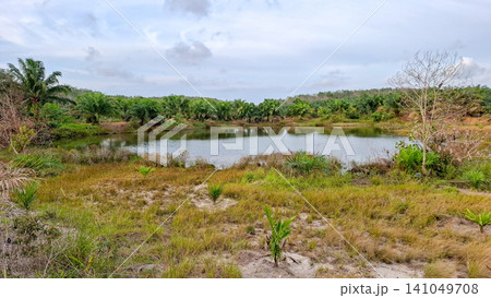 Scenic Calm Lake Surrounded by Oil Palm Plantation and Wild Grasses Scenic Calm Lake Surrounded by Oil Palm Plantation and Wild Grasses 141049708