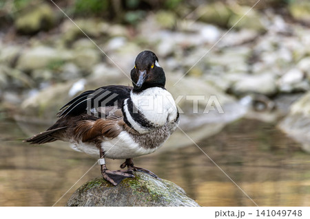 Male hooded merganser, Lophodytes cucullatus in breeding plumage on a lake in the English Garden in Munich, Germany Male hooded merganser, Lophodytes cucullatus in breeding plumage on a lake in the English Garden in Munich, Germany 141049748