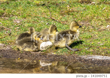 Beautiful yellow fluffy greylag goose baby gosling in spring, Anser anser Beautiful yellow fluffy greylag goose baby gosling in spring, Anser anser 141049751