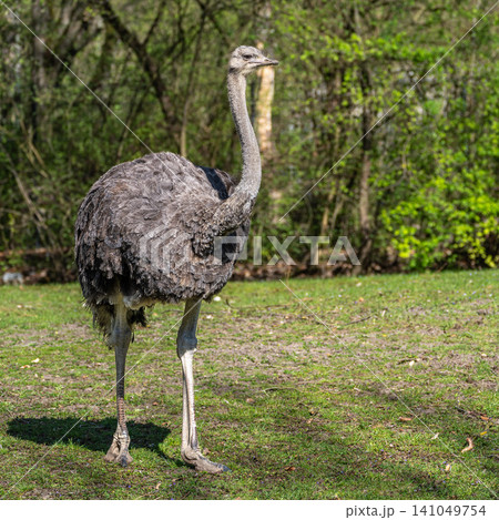 The common ostrich, Struthio camelus, or simply ostrich 141049754