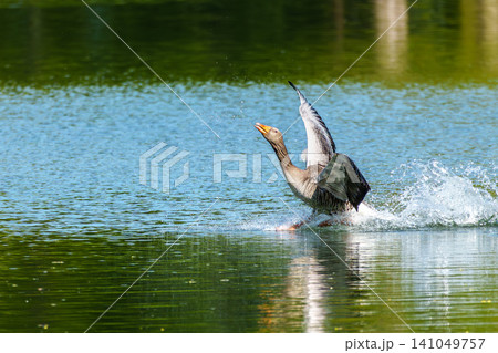 The greylag goose, Anser anser is a species of large goose The greylag goose, Anser anser is a species of large goose 141049757