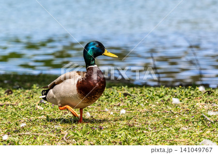 Wild duck or mallard, Anas platyrhynchos swimming in a lake in Munich, Germany Wild duck or mallard, Anas platyrhynchos swimming in a lake in Munich, Germany 141049767