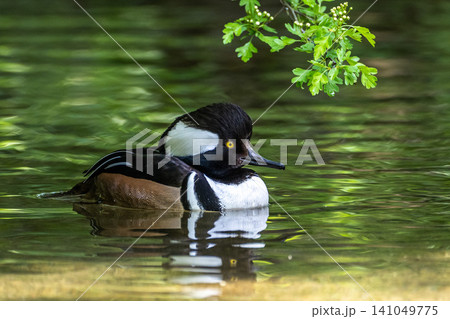 Male hooded merganser, Lophodytes cucullatus in breeding plumage on a lake in the English Garden in Munich, Germany Male hooded merganser, Lophodytes cucullatus in breeding plumage on a lake in the English Garden in Munich, Germany 141049775