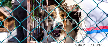 Homeless Dog in Shelter Kennel Waiting for Adoption, Animal Rescue 141049798
