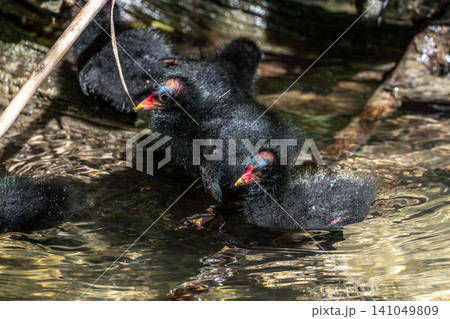Little Common moorhen baby, Gallinula chloropus also known as the waterhen 141049809