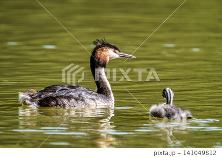 Family of Great Crested Grebe, Podiceps cristatus with beautiful orange colors, a water bird with red eyes. Family of Great Crested Grebe, Podiceps cristatus with beautiful orange colors, a water bird with red eyes. 141049812