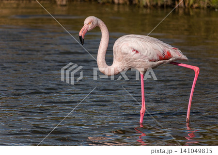 Greater Flamingo, Phoenicopterus roseus in the Ornithological park of Pont de Gau in Camargue, France Greater Flamingo, Phoenicopterus roseus in the Ornithological park of Pont de Gau in Camargue, France 141049815