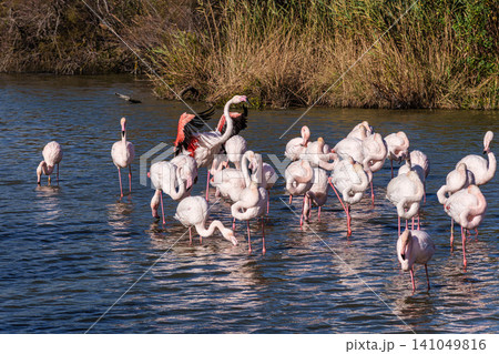 Greater Flamingo, Phoenicopterus roseus in the Ornithological park of Pont de Gau in Camargue, France 141049816