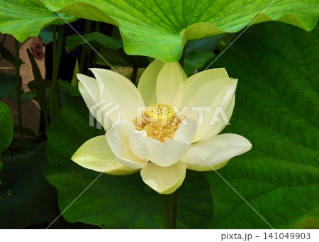 ハスの花 ハスの花 141049903
