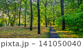 Peaceful green forest path, tall trees, dappled summer sunlight. Beautiful woodland nature trail, fresh natural scenery. Serene hiking wellbeing background, tranquil forest nature wallpaper 141050040