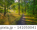 Serene green forest trail, tall trees, warm dappled sunlight. Beautiful woodland nature path, lush natural summer scenery. Peaceful hiking wellbeing background, tranquil forest nature wallpaper 141050041