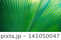 Vibrant green palm leaf, fan frond, radiating natural veins, macro closeup. Beautiful summer nature detail, lush tropical foliage. Peaceful botanical wellbeing background, organic green design wallart 141050047