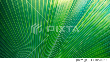 Vibrant green palm leaf, fan frond, radiating natural veins, macro closeup. Beautiful summer nature detail, lush tropical foliage. Peaceful botanical wellbeing background, organic green design wallart Vibrant green palm leaf, fan frond, radiating natural veins, macro closeup. Beautiful summer nature detail, lush tropical foliage. Peaceful botanical wellbeing background, organic green design wallart 141050047