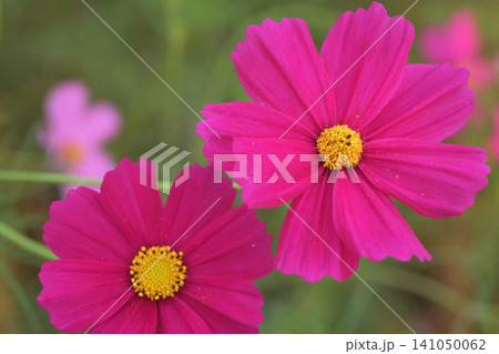 濃いピンクのコスモスの花 濃いピンクのコスモスの花 141050062