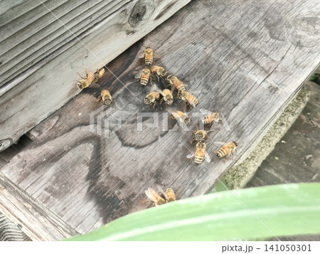 自然養蜂の日本蜜蜂の巣箱 141050301