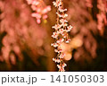 ライトアップされた夜桜　枝垂れ桜 141050303