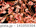 ライトアップされた夜桜　枝垂れ桜 141050304
