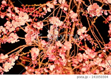 ライトアップされた夜桜 枝垂れ桜 ライトアップされた夜桜 枝垂れ桜 141050304