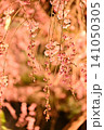 ライトアップされた夜桜　枝垂れ桜 141050305