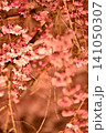 ライトアップされた夜桜　枝垂れ桜 141050307